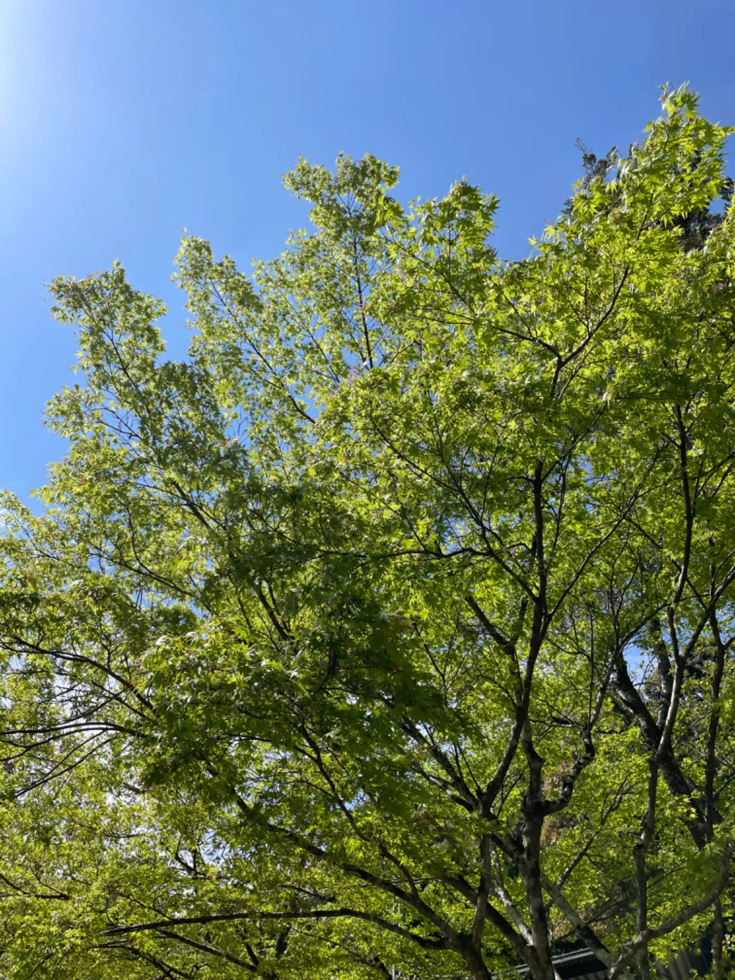 新緑のなかを歩く気持ちよさは