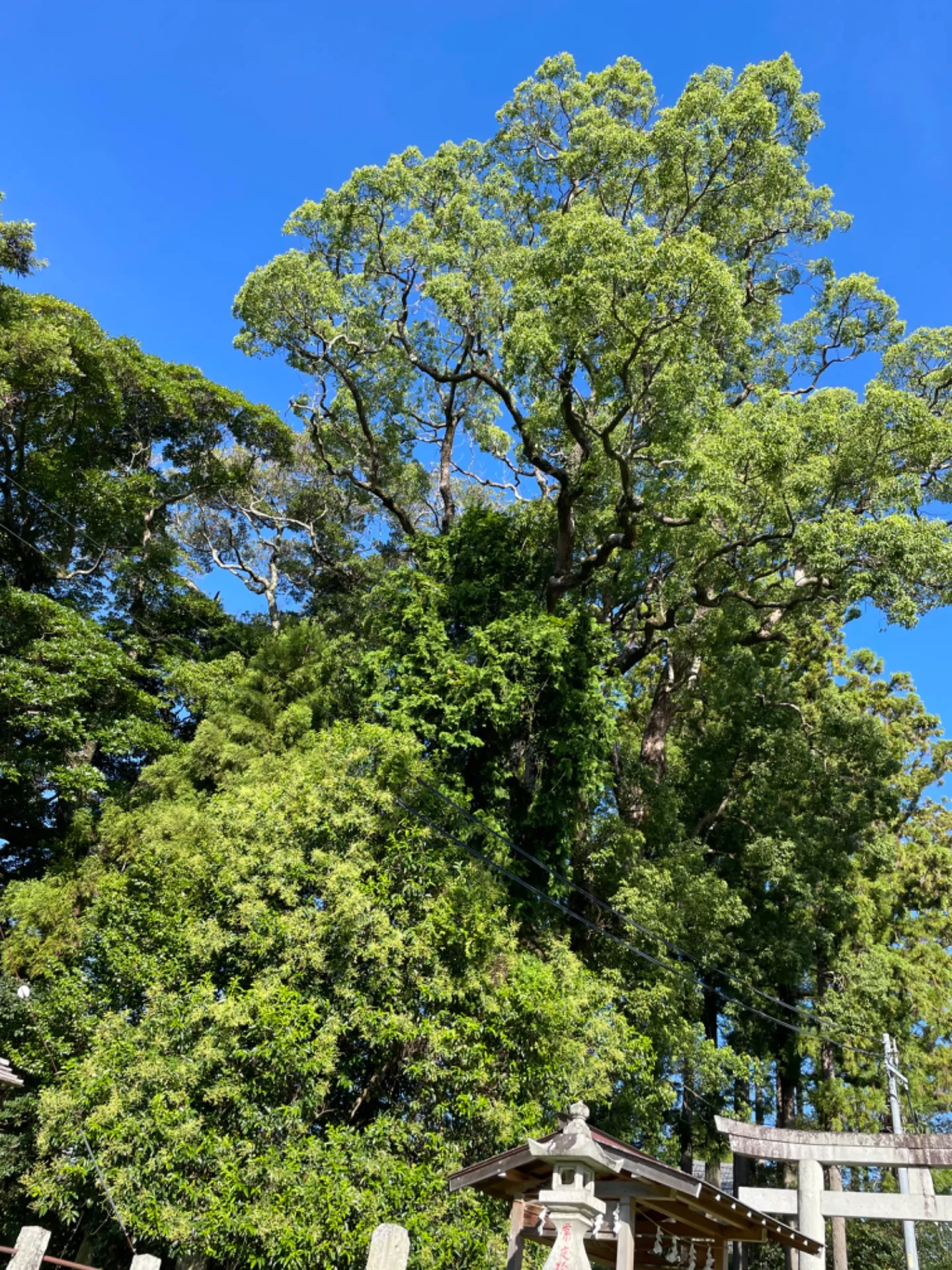 ポイントは背中